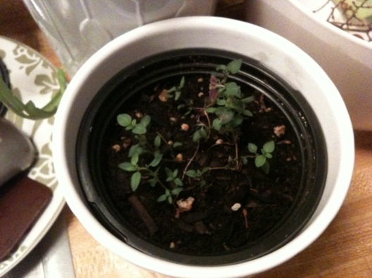 This is as good looking as my thyme got. It was hard not to over water...