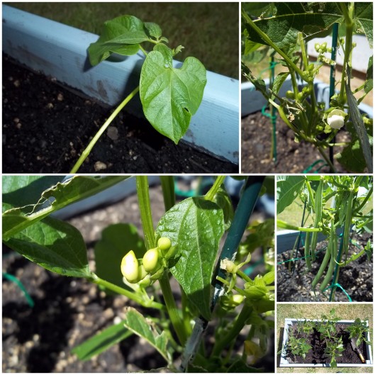 Various stages of green bean growth - it was so fun to see how these little guys worked!