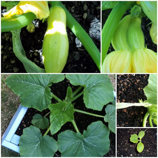 Yellow squash were productive as well! I did notice (upper right) that the organic seed was prone to produce some conjoined bounty though!