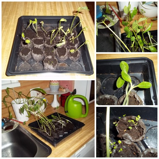 Seedling growth of beans, squash and oregano.